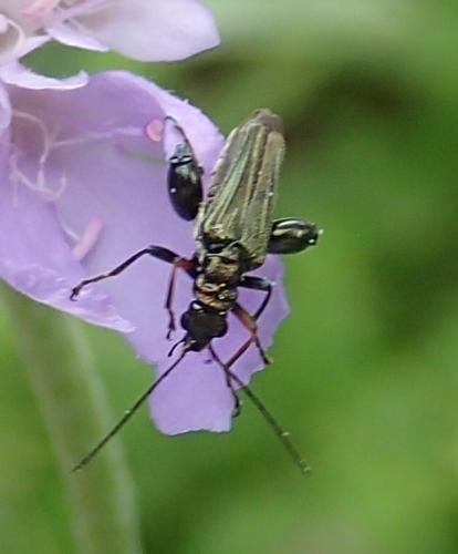 Oedemera flavipes